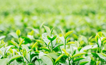 茶葉防偽標(biāo)簽