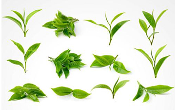 茶葉防偽標(biāo)簽