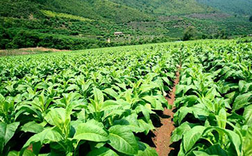 煙草防偽溯源有多重要？